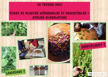 STAGE DE PLANTES SAUVAGES + ATELIER ALCOOLATURE MEDICINALE