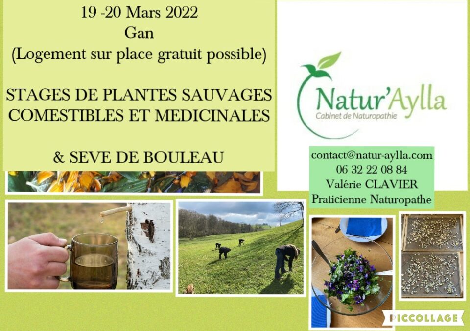 19 et 20 Mars 2022 STAGE DE PLANTES SAUVAGES COMESTIBLES ET MEDICINALES