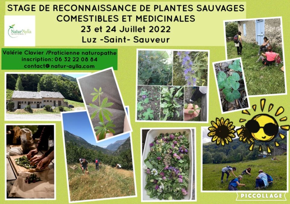 Stage de reconnaissance de plantes comestibles et médicinales / 23 et 24 Juillet 2022 / montagne (Luz-Saint-Sauveur) 🌞