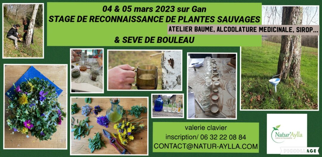 STAGE DE RECONNAISSANCE DE PLANTES SAUVAGES & SEVE DE BOULEAU