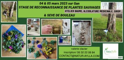 STAGE DE RECONNAISSANCE DE PLANTES SAUVAGES & SEVE DE BOULEAU