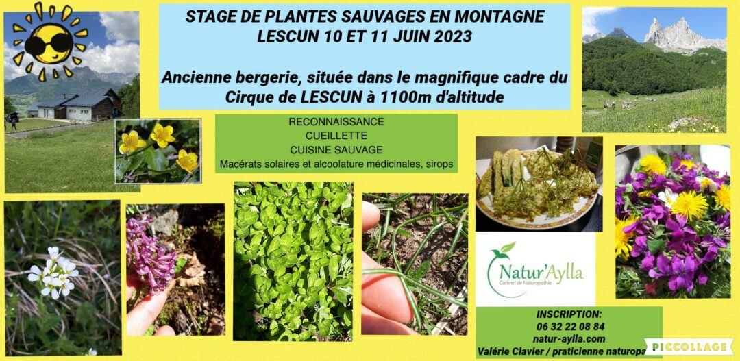 STAGE DE RECONNAISSANCE DE PLANTES comestibles et médicinales EN MONTAGNE 10 ET 11 JUIN 2023 (Lescun)