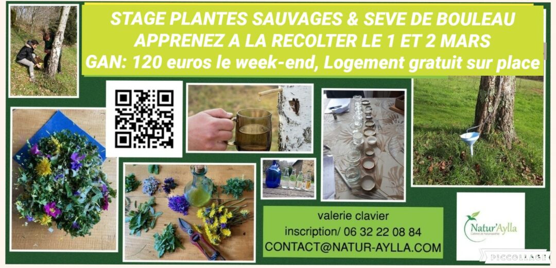 Reconnaissance de plantes sauvages et sève de bouleau du 1 & 2 Mars 2025