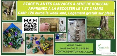 Reconnaissance de plantes sauvages et sève de bouleau du 1 & 2 Mars 2025