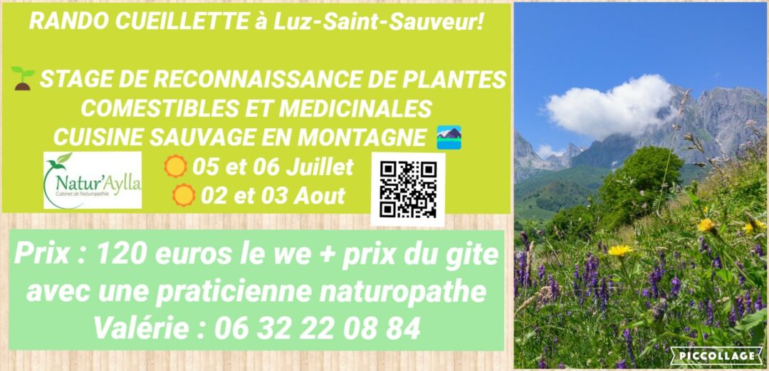 05 et 06 Juillet, stage de plantes sauvages comestibles et médicinales en montagne / Luz-Saint-Sauveur