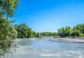 31 Aout: plantes sauvages du bord du gave de Pau
