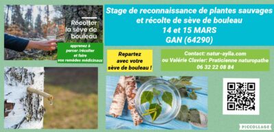 14 & 15 MARS / PLANTES ET SEVE DE BOULEAU