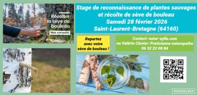 SAMEDI 28 FEVRIER / PLANTES ET SEVE DE BOULEAU